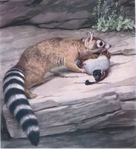 Sharp-eyed Ringtail with Quail by Louis Agassiz Fuertes